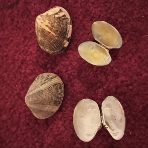 Filippijnse tapijtschelp