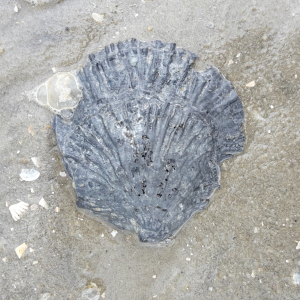 Europäische Auster (Ostrea edulis)