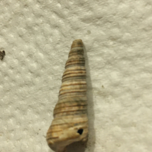 Auger shell