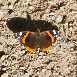Red Admiral