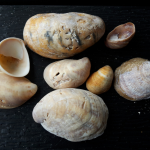 Pantoffelschnecke