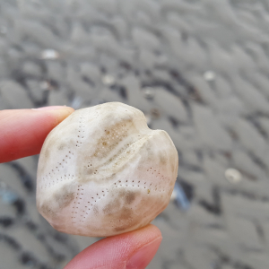 Kleiner Herzigel (Echinocardium flavescens)