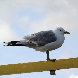 Mew gull