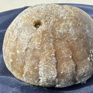 Petrified sea urchin