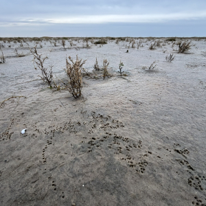 Stocherspur Alpenstrandläufer