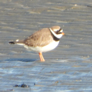 Ringed plover