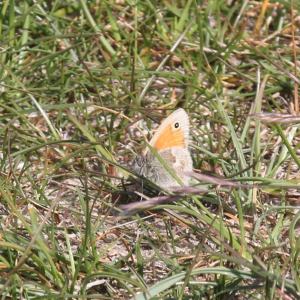 Small Heath butterfly
