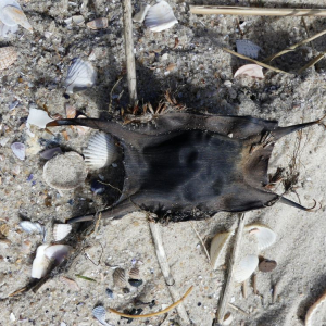 Eikapsel Nagelrochen