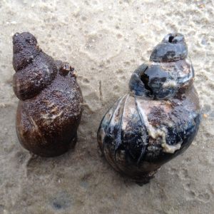 Common whelk