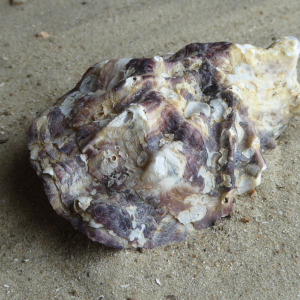 Pazifikauster (Crassostrea gigas)