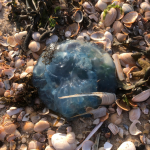 Barrel jellyfish