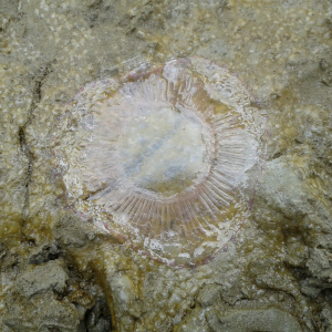 Crystal jelly