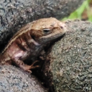 Wald- / Mooreidechse