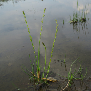 Marsh arrowgrass