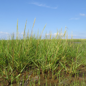 Common cord-grass