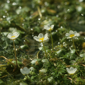 Brackwasser-Hahnenfuß
