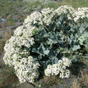 Sea kale