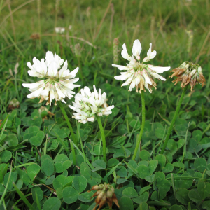 Weißklee