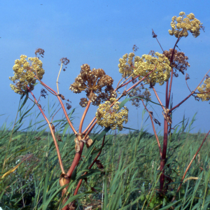 Beach angelica