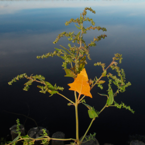 Spear-leaved orach