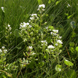 Long-leaved scurvy-grass