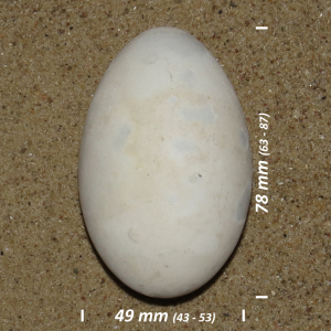 Northern gannet, egg