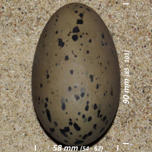 Great northern loon, egg