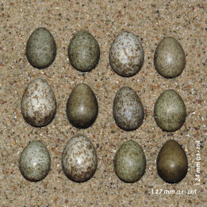Eurasian skylark, egg