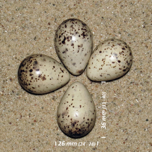 Common sandpiper, egg