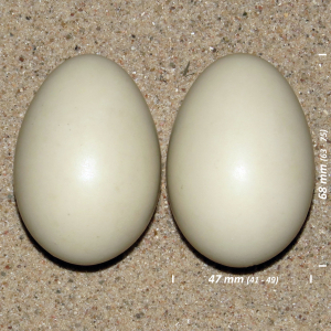 Stor skallesluger æg