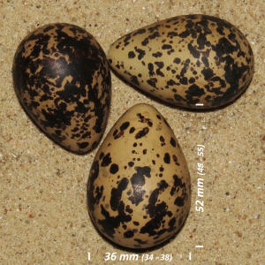 Golden plover, egg
