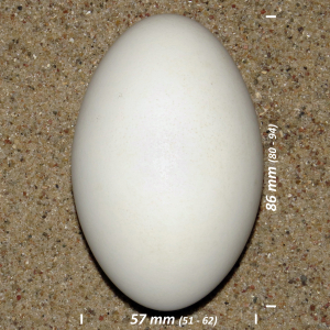 Greylag goose, egg