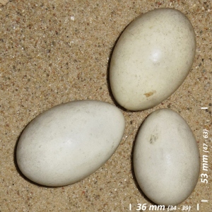Great crested grebe, egg