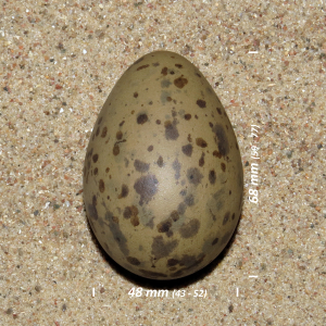 Lesser black-backed gull, egg
