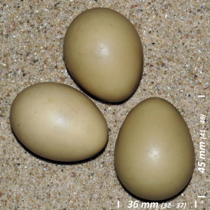 Common pheasant, egg