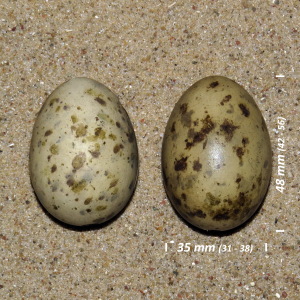 Gull-billed tern, egg