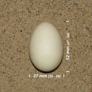 Northern shoveler, egg