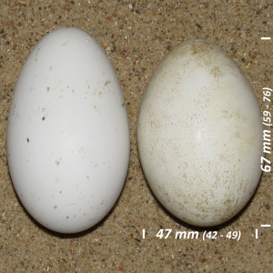 Spoonbill, egg