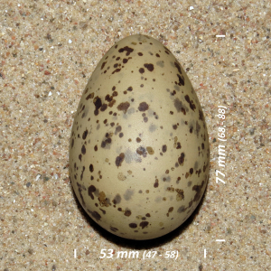 Great black-backed gull, egg