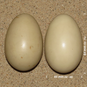 Toppet skallesluger æg