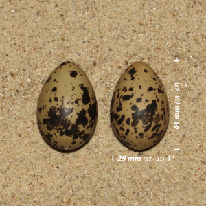 Eurasian dotterel, egg