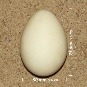 Egyptian goose, egg
