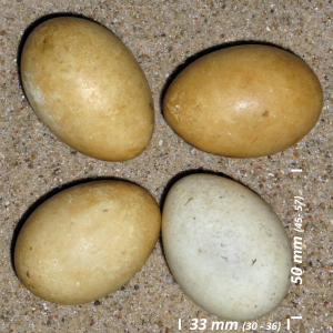 Gråstrubet lappedykker æg