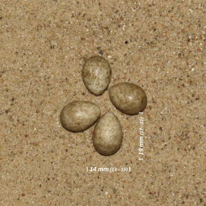 Blue-headed yellow wagtail, egg