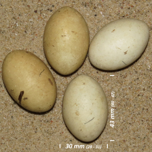 Black-necked grebe, egg