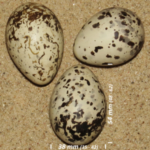 Sorthovedet måge æg