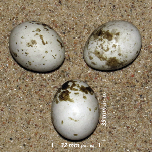 Eurasian sparrowhawk, egg