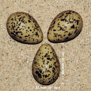 Black-winged stilt, egg