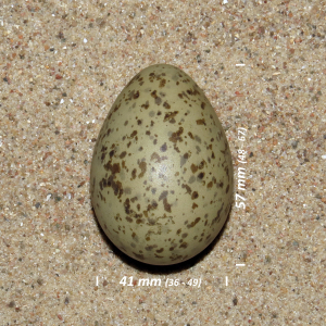 Mew gull, egg