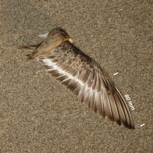 Flügel Alpenstrandläufer